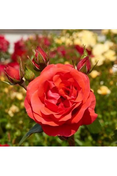 Квітка троянди Діді Бріджуотер крупним планом